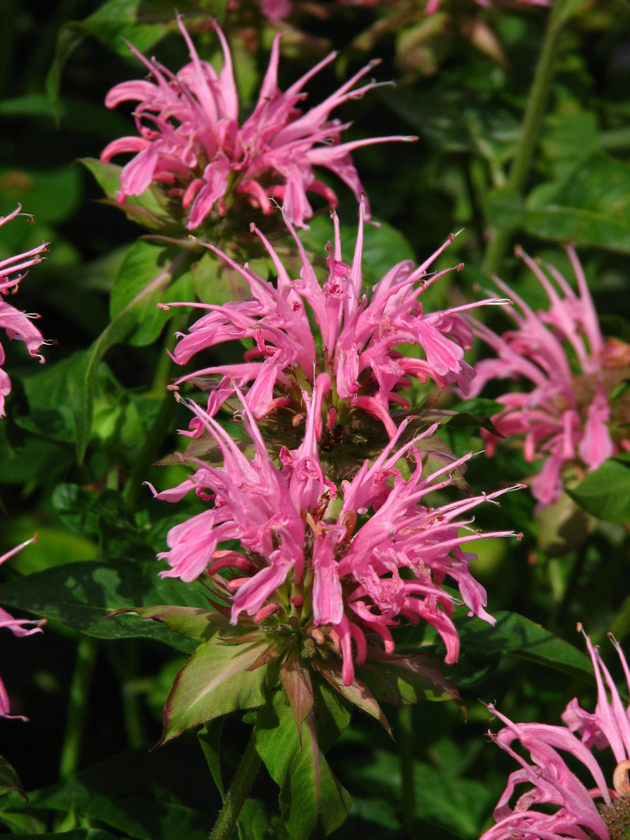 Monarda didyma 'Croftway Pink'
